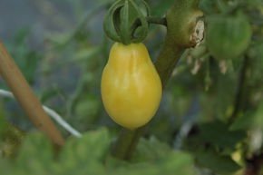 Tomate, Heirloom-Tomate 'Barrys Crazy Cherry'