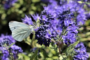 Bartblume 'Blauer Spatz'