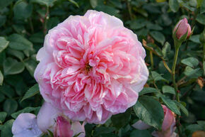Rose 'Dames de Chenonceau'
