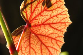 Begonia grandis ssp. evansiana