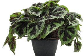 Begonia masoniana 'Iron Cross'