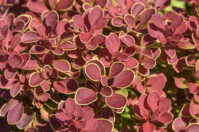 Berberis thunbergii 'Ruby Star'