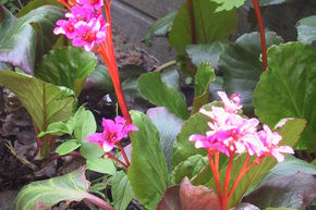 Bergenia cordifolia 'Abendglut' 