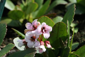 Bergenia cordifolia 'Dragonfly Angel Kiss' (S)