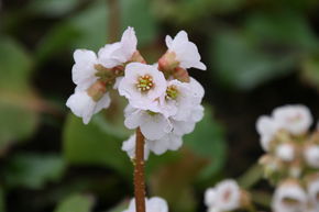 Bergenia cordifolia 'Silberlicht'