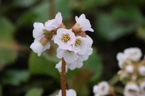 Bergenia cordifolia 'Silberlicht'