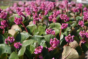 Bergenia cordifolia 'David'