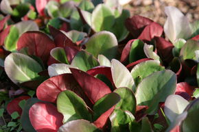 Bergenia cordifolia 'Eroica'