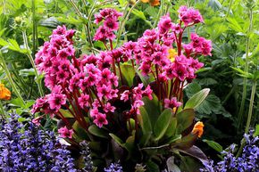 Bergenia cordifolia 'Flirt'