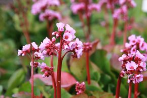 Bergenia cordifolia 'Herbstblte'