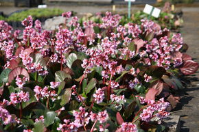 Bergenia cordifolia 'Rosa Zeiten'