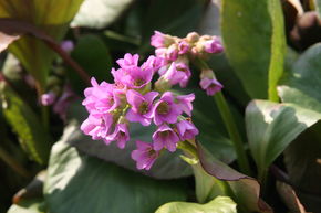 Bergenia cordifolia 'Rosa'