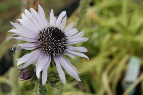 Berkheya purpurea - Distelbl�ttrige Purpuraster