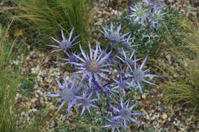 Eryngium bourgatii