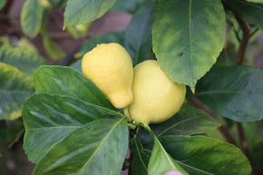 Birnenförmige Zitrone 'Perretta'