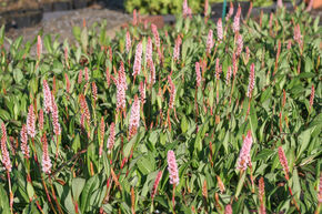 Persicaria affinis 'Donald Lowndes' (Bistorta)