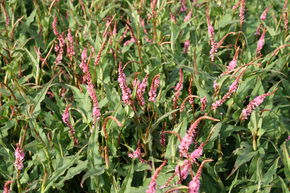 Bistorta amplexicaulis 'Pink Elephant' (S)