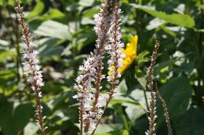 Bistorta amplexicaulis 'Album'