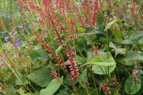 Bistorta amplexicaulis 'Orangofield' (S)