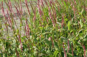 Bistorta amplexicaulis 'Rosea' 