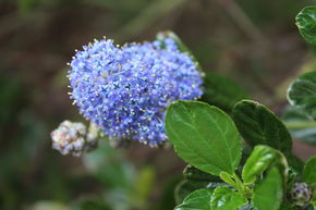 Blaue Sckelblume 'Italian Skies'