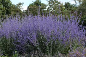 Blauraute 'Blue Spire'