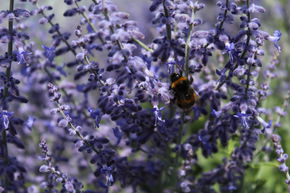 Blauraute 'Lacey Blue'