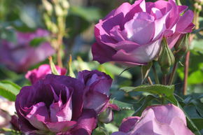 Rose 'Blue for You'