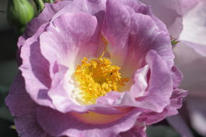 Rose 'Blue for You'