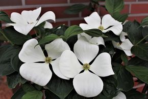 Blumenhartriegel 'Cornus Venus' 