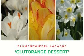Blumenzwiebel Lasagne 'Glutorange Dessert'
