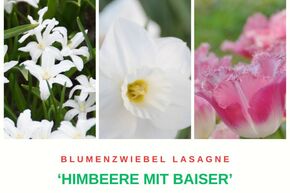 Blumenzwiebel Lasagne 'Himbeere mit Baiser'
