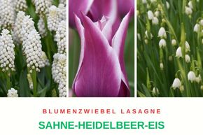Blumenzwiebel Lasagne 'Sahne-Heidelbeer-Eis'