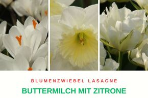 Blumenzwiebel Lasagne 'Zitrone mit Buttermilch'