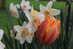 Blumenzwiebelbeet Frhlingsfreuden