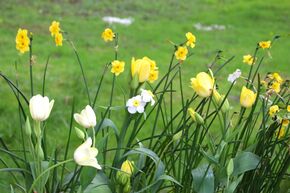 Blumenzwiebelbeet Frhlingssonne