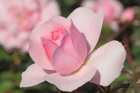 Rose Bonica 82