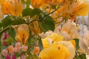Bougainvillea 'California Gold'