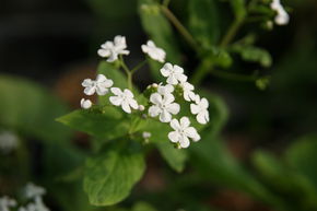 Brunnera macrophylla 'Betty Bowring'