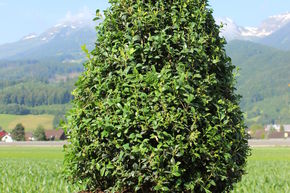 Buchs, Buchsbaum 'Arborescens' als Kegel geschnitten (80 cm)