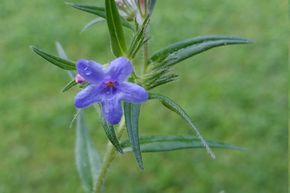 Buglossoides purpurocaerulea