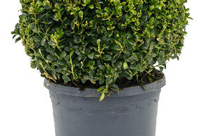 Buxus sempervirens