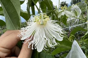 Passionsfrucht Cooltropics® 'Snowstar'®