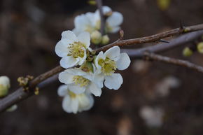 Chinesische Zierquitte 'Nivalis'