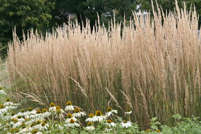 Japansegge - Carex morrowii 'Goldband' - bräunliche Ähren