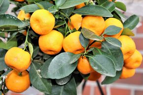 Calamondin