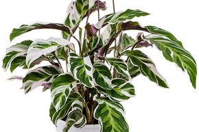 Calathea 'Fusion White'