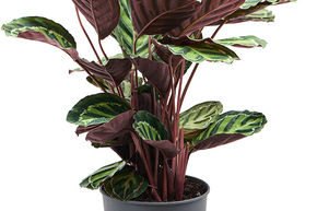 Calathea rosea-picta var. illustris