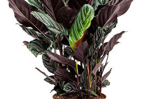 Calathea sanderiana