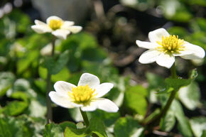 Caltha palustris 'Alba'